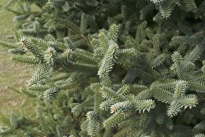 Close-ups Collection: PINACEAE.Abies