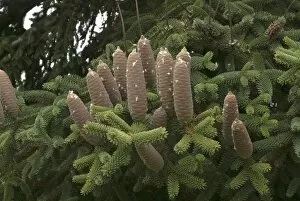 Cone Collection: PINACEAE.Abies