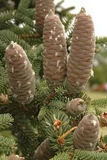 Close-ups Collection: PINACEAE.Abies