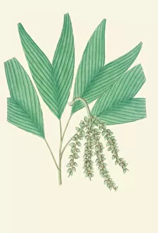 Unknown Indian Artist Gallery: Pinanga gracilis, 1850
