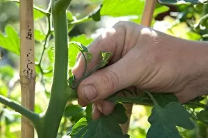 Edible plants Gallery: Pinching out a tomato plant