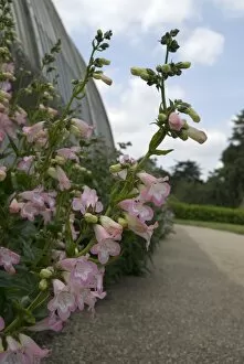 Glasshouses Collection: Pink flower outside the Palm House