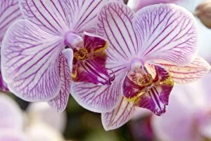 Winter Collection: Pink Orchid
