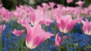 The Gardens Gallery: Pink tulips