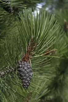 003984lt Collection: Pinus_leucodermis