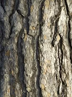 Close-ups Collection: Pinus nigra, sub sp. laricio