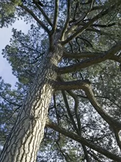 Bark Gallery: Pinus nigra, sub sp. laricio