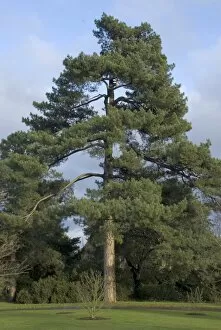 Trees in the landscape Collection: Pinus nigra, sub sp. laricio