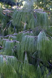 Close-ups Gallery: Pinus patula