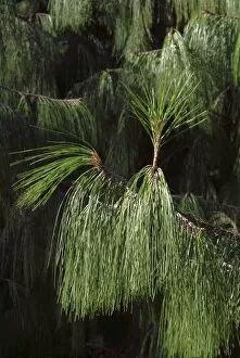 Climate Change Gallery: Pinus patula