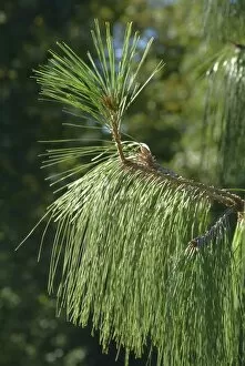 Close-ups Collection: Pinus patula