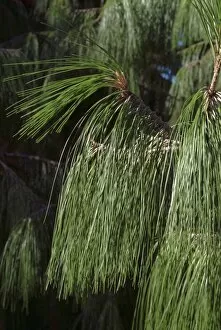 Close-ups Collection: Pinus patula