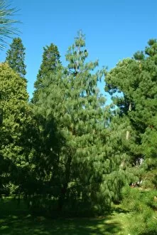 Trees in the landscape Collection: Pinus patula