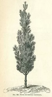 Trees Gallery: Pinus sylvestris Fastigiata