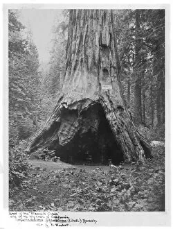 Monochrome Gallery: Pioneers Cabin at the base of a Sequoiadendron giganteum