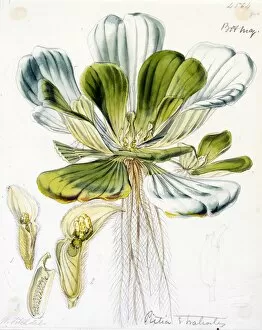 Araceae Collection: Pistia stratiotes Linn. (Water Lettuce)