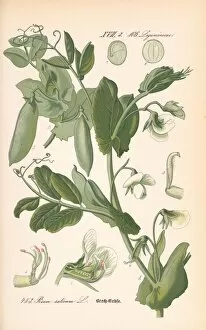 Flora Von Deutschland Gallery: Pisum sativum, garden pea