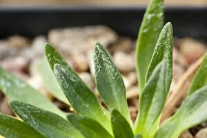 Images Dated 15th February 2011: Plantago moorei