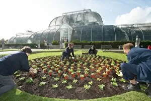 Kew at Work Collection: Planting out bedding, RBG Kew