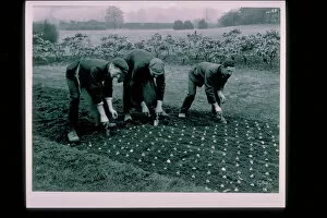 E J Wallis Collection: planting bulbs on the Broadwalk