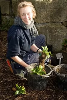 Kew at Work Collection: Planting in the Rock Garden, RBG Kew