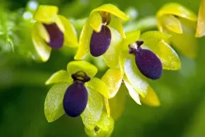 Flowers Gallery: Platystele stenostachya