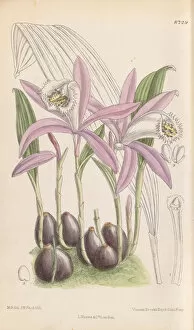 Orchids Collection: Pleione formosana, 1917