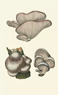 Plant Structure Gallery: Pleurotus ostreatus, 1775-1798