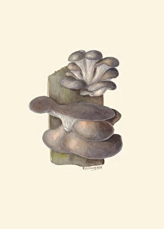 Fungi Collection: Pleurotus ostreatus, c. 1915-45