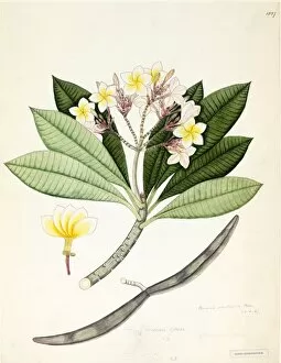 Watercolour On Paper Gallery: Plumeria acuminata