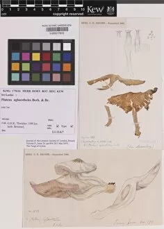 Specimen Sheet Gallery: Pluteus aglaeotheles Berk. & Broome
