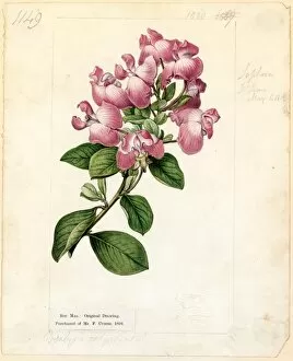 Pink Collection: Podalyria styracifolia Sims ( Storax-leaved Podalyria )