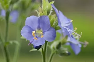 Blue Flower Collection: Polemonium caeruleum