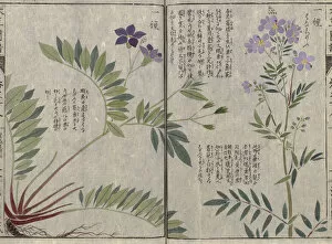 Oriental Art Gallery: Polemonium or Jacobs ladder (Polemonium acutiflorum, left, Polemonium yesoense, right)