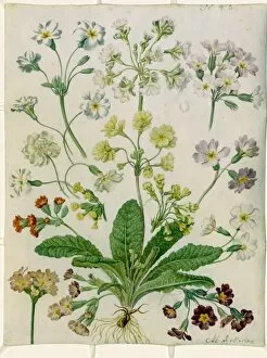 17th Century Gallery: Polyanthus and primroses, 1870- 1879