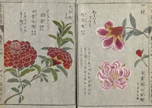 The Honzo Zufu Collection Gallery: Pomegranate (Punica granatum), woodblock print and manuscript on paper, 1828