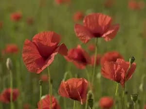 Flowers Gallery: poppy field