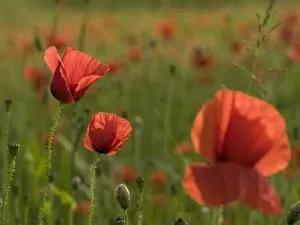 Agriculture Gallery: poppy field