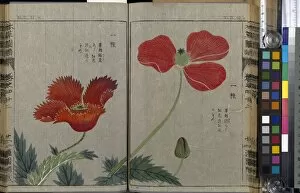 Images Dated 24th July 2013: Poppy (Papaver), woodblock print and manuscript on paper, 1828