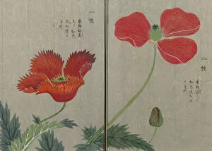 Iwasaki Tsunemasa Collection: Poppy (Papaver), woodblock print and manuscript on paper, 1828