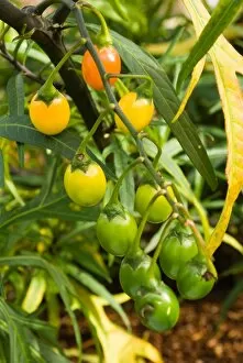 Fruits Gallery: Poroporo, Bullibulli Solanum laciniatum