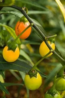 Seeds and Fruits Gallery: Poroporo, Bullibulli Solanum laciniatum