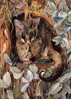 Marianne North Collection: Possum up a Gum Tree