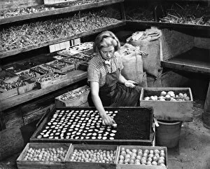 Monochrome Gallery: Potato tuber slices being dried in trays of peat, WWII