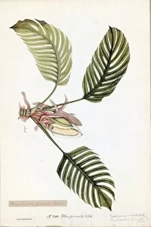Botanical Art Gallery: Pothos pinnata, Willd