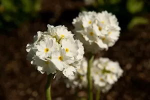 Images Dated 8th April 2011: Primula denticulata (drumstick primula)