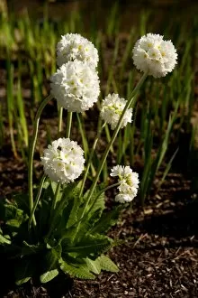 Images Dated 8th April 2011: Primula denticulata (drumstick primula)