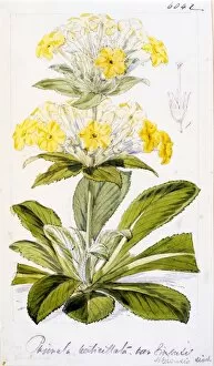 Primulaceae Collection: Primula verticillata, Forsk. var. simensis Hochst