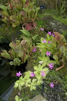 Plants and Fungi Gallery: Carnivorous plants Collection