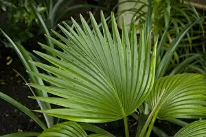 Endangered plants Gallery: Pritchardia elliptica